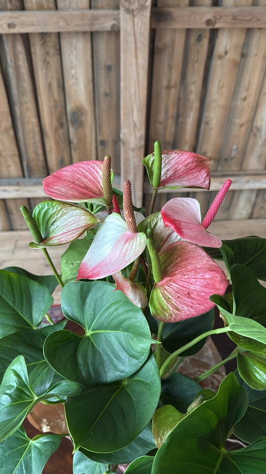 Stor anthurium