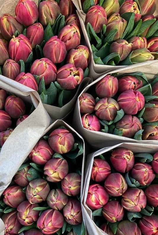 Dobble tulipaner 10pk